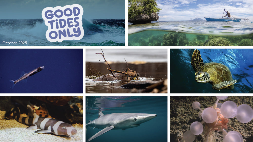 Good Tides Only: October 2025