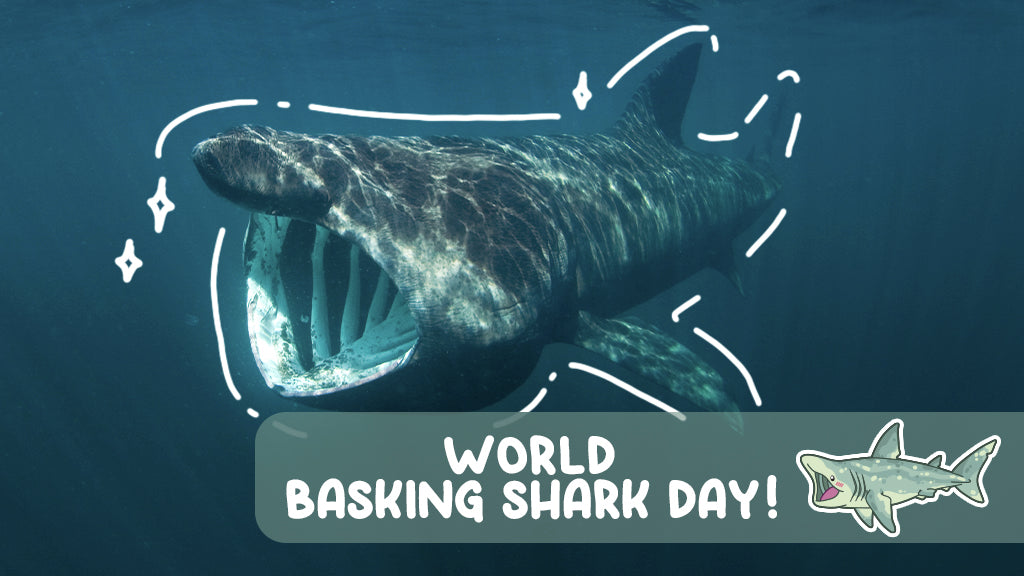 World Basking Shark Day