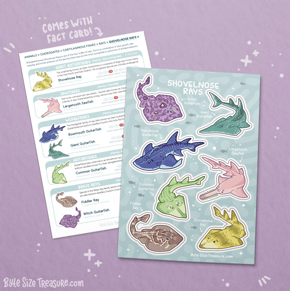 Shovelnose Rays Sticker Sheet