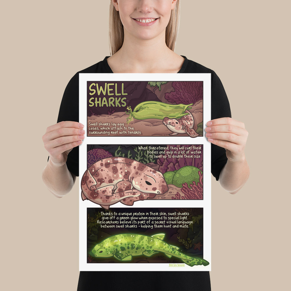 Swell Shark Info Poster