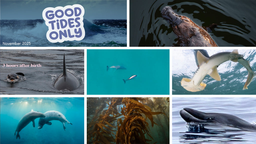Good Tides Only: November 2025