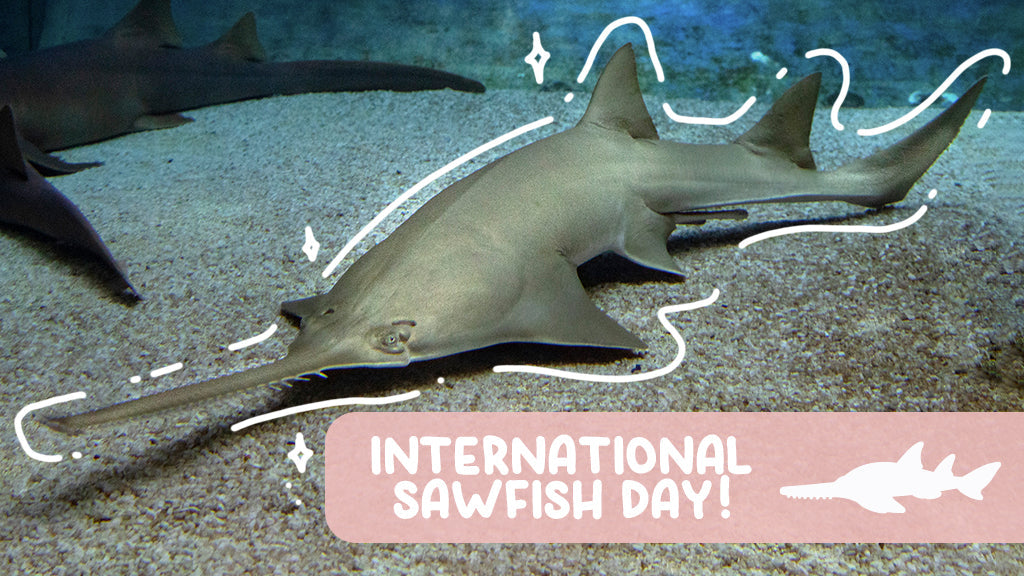 International Sawfish Day