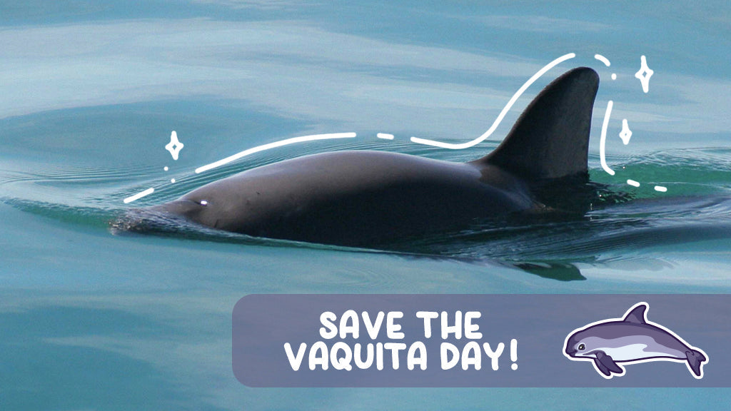 International Save the Vaquita Day