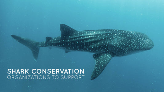 Shark Conservation Organizations You Can Support