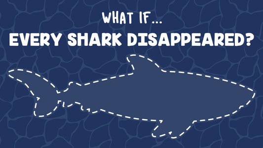 What if... Every Shark Disappeared?