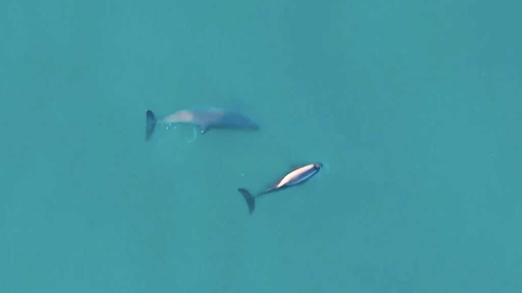 An overhead drone photo of a vaquita mother and calf, swimming in blue water. 
