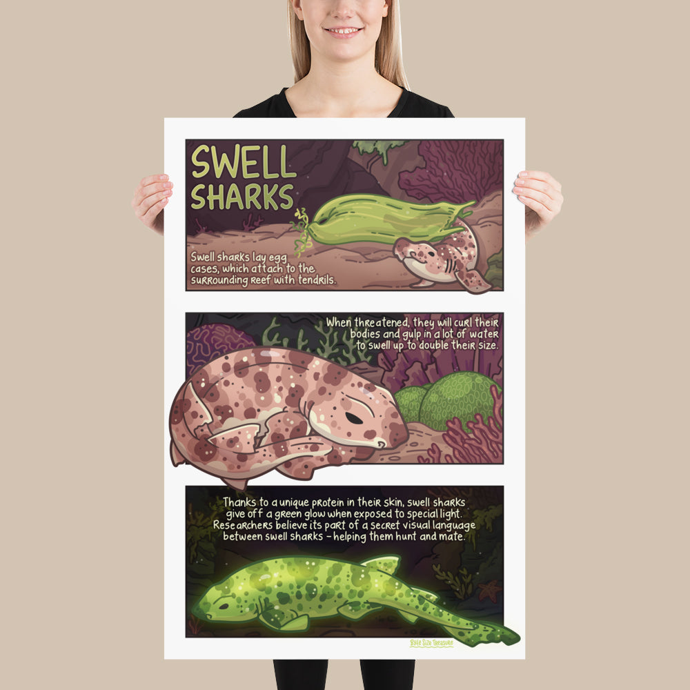 Swell Shark Info Poster